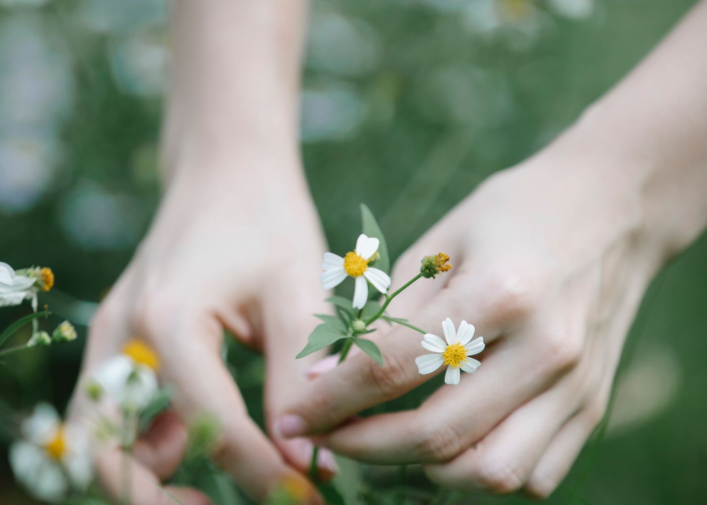 Two hands holding small daisies above a field.